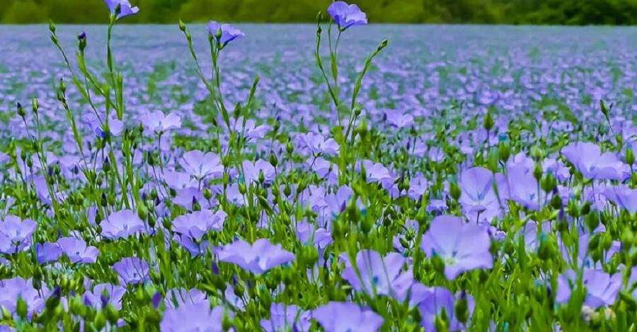 ЗМІ розповіли, як Павло Бабіч та Ірина Костюшко на гроші росіян розвивають агробізнес на Житомирщині