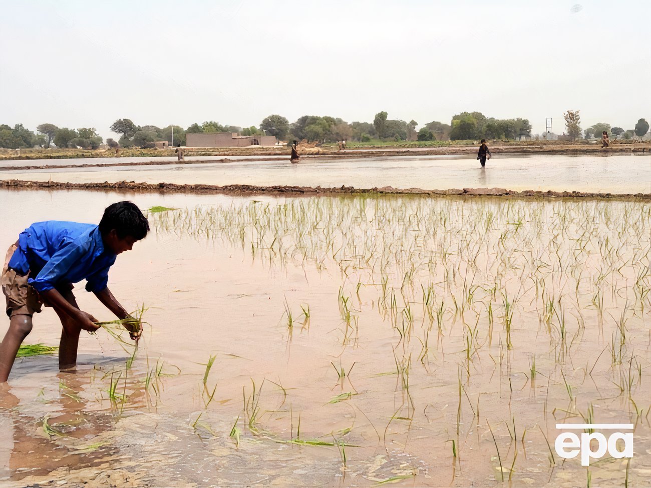 FT повідомила про ймовірний зрив укладання торговельної угоди Індії з ЄС. До чого тут рис басматі?